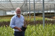 Andy Johnson, Director at Wyevale Nurseries with phormium Sundowner grown in peat-free compost.